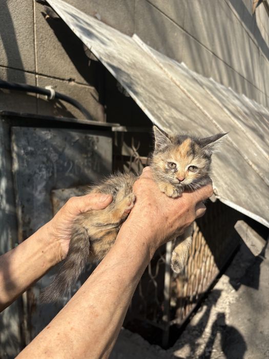 Котята в добрве руки