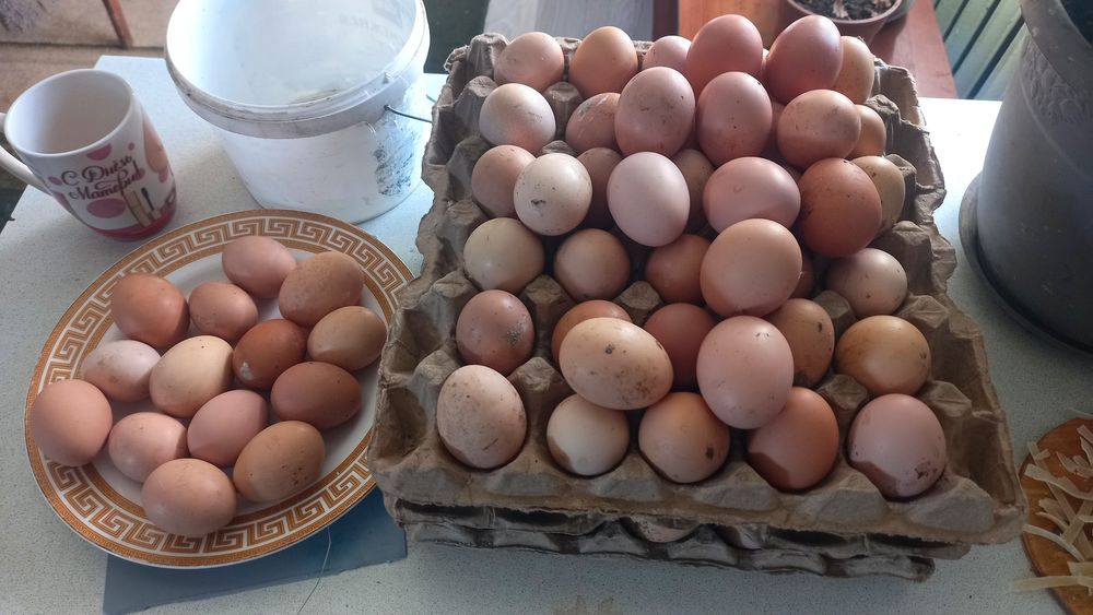 Әтештер Қораздар