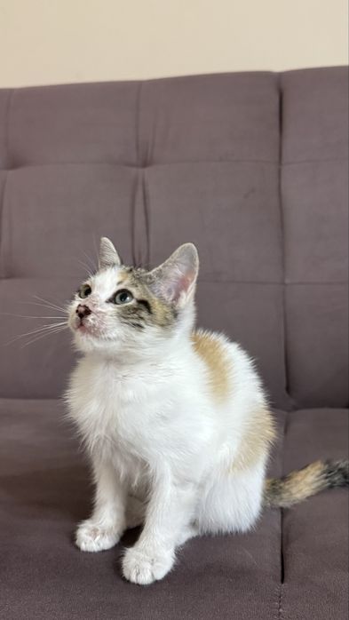 Котенок Домашний