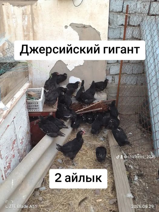Джерсийский гигант подрошенные  молодняк