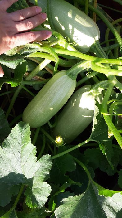 Продам дачу 18 соток