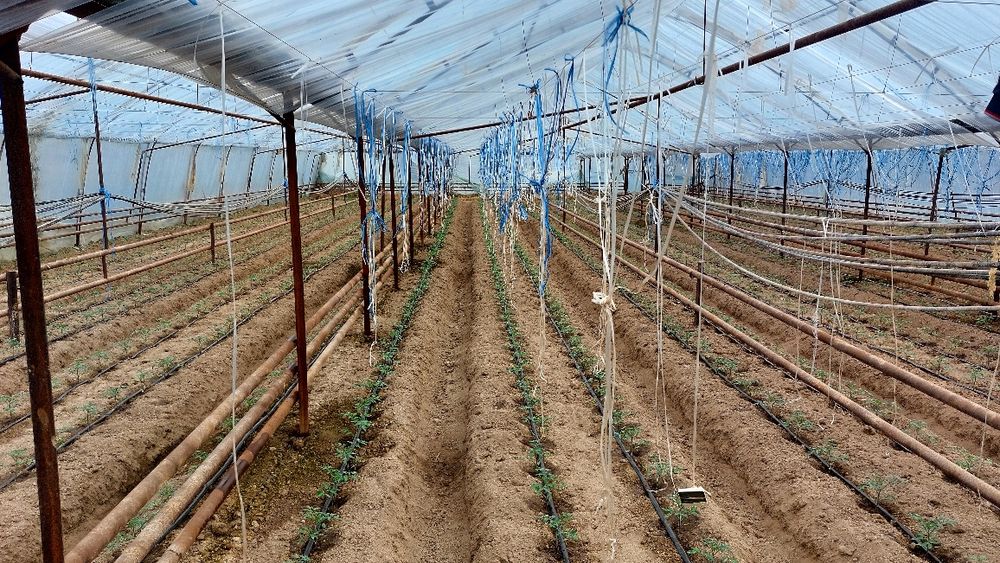 Ер сотилади 8сотох