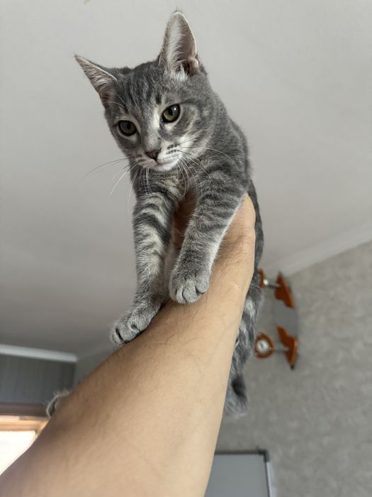 Серый котенок мальчик в хорошие руки