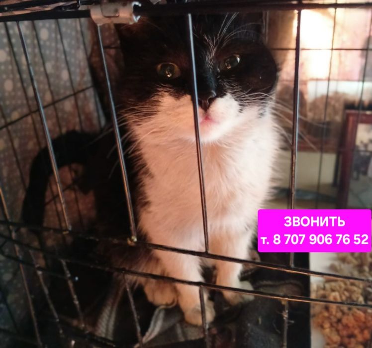 Котик молодой в поиске дома