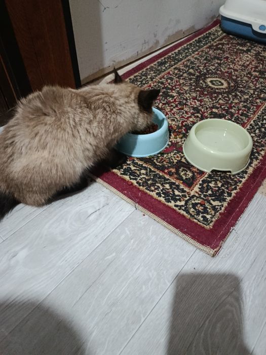 СИАМ зотли мушук сотилади...Ўғил бола..Соғлом Иштахаси зўр.