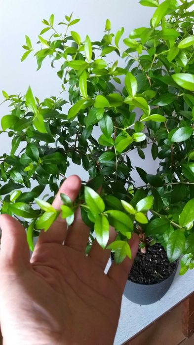 Шикарный Крупнолистный МИРТ  - Мир и здоровье в вашем доме!