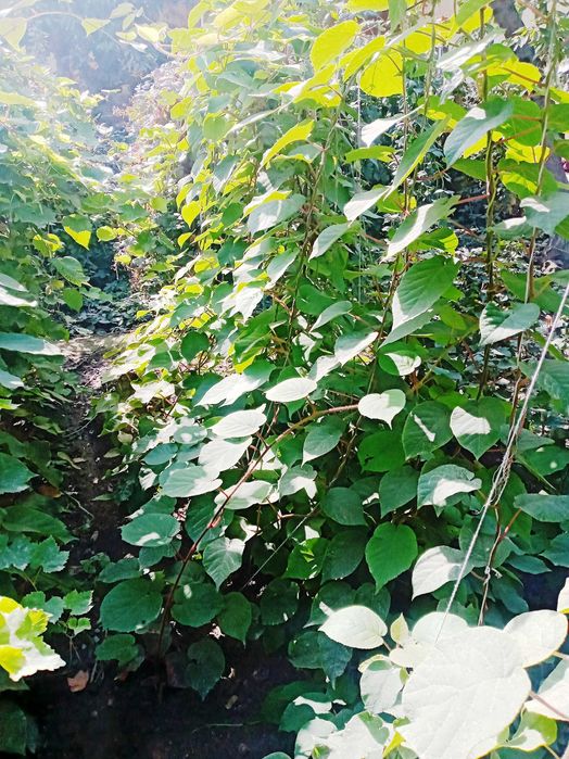 Хейворд киви кўчатлари