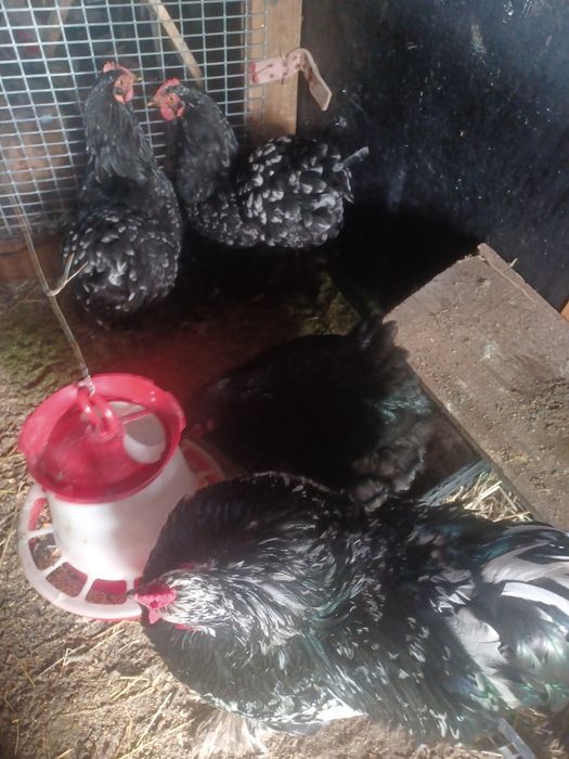 Câteva oua de brahman