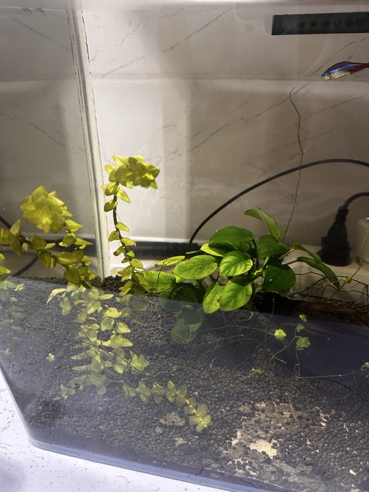 Akvarium sotiladi 60 litr hamma narsasi bilan