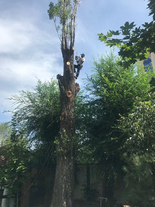 Спил дерева,сруб деревьев.