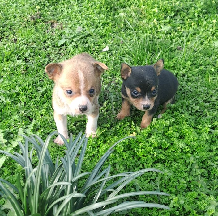 Мини   пинчери обезпаразитени