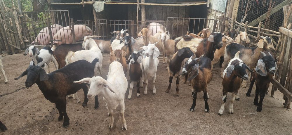 Vând 30 de iede bulgărești
