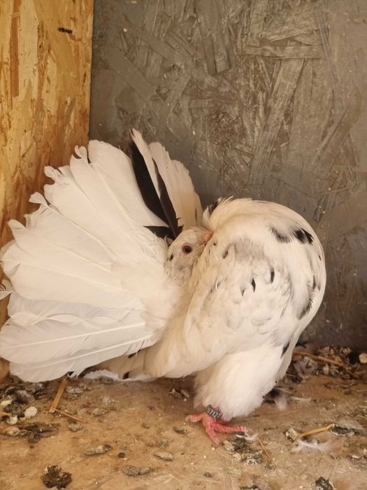 Porumbei  de vanzare din rasa coadă rotată