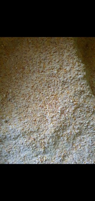 Vand porumb boabe insacuit