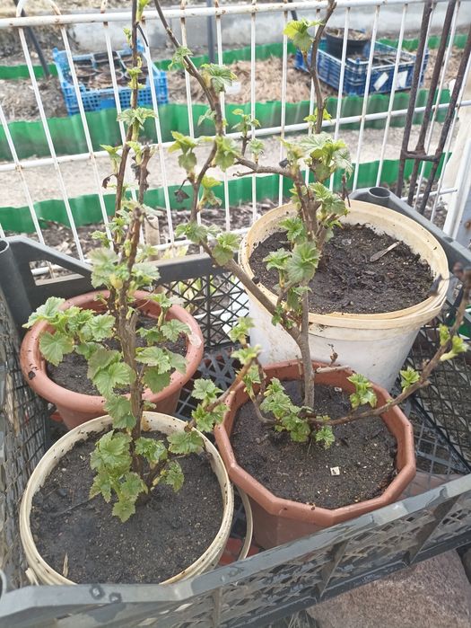 Продам саженец красной и черной  смородины