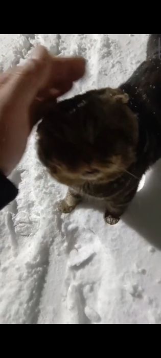 Потерян кот веслоухий старый