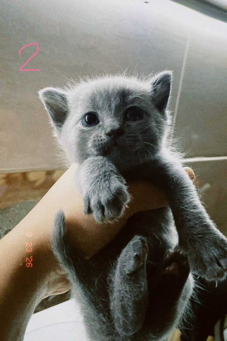 котята порадистый
