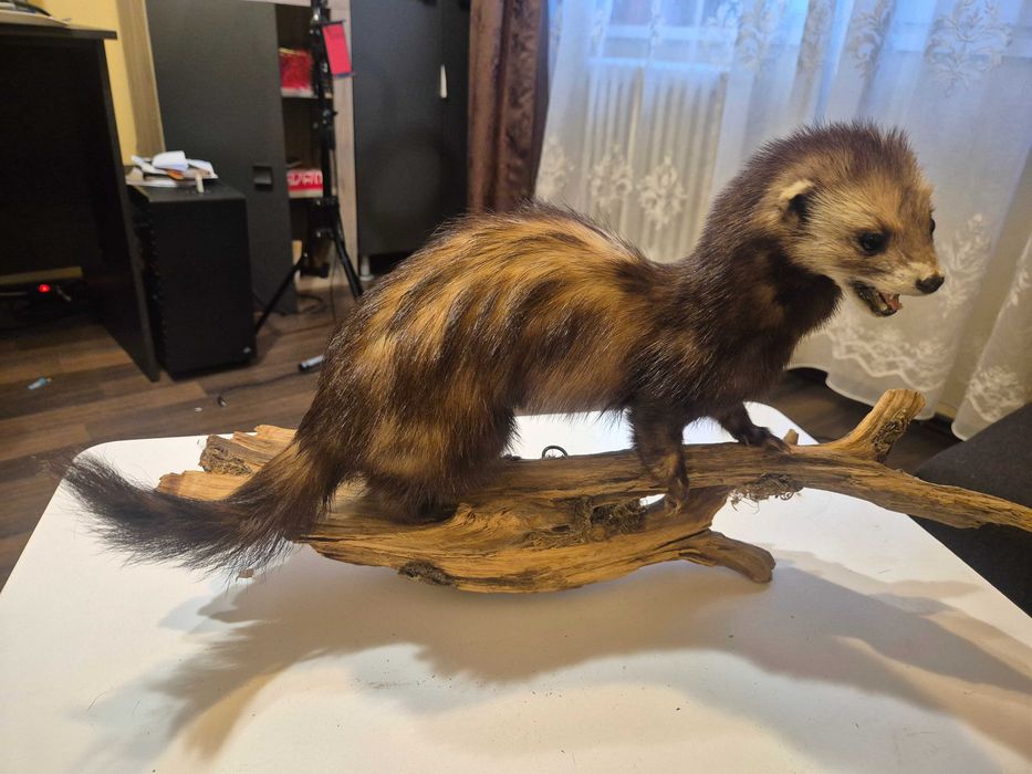 Animale ,pasari inpaiate,taxidermie