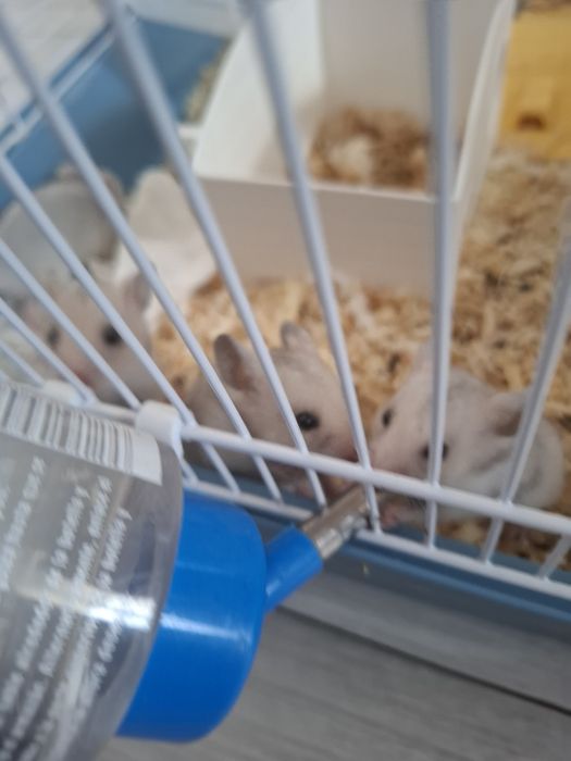 Hamster sirian -pui