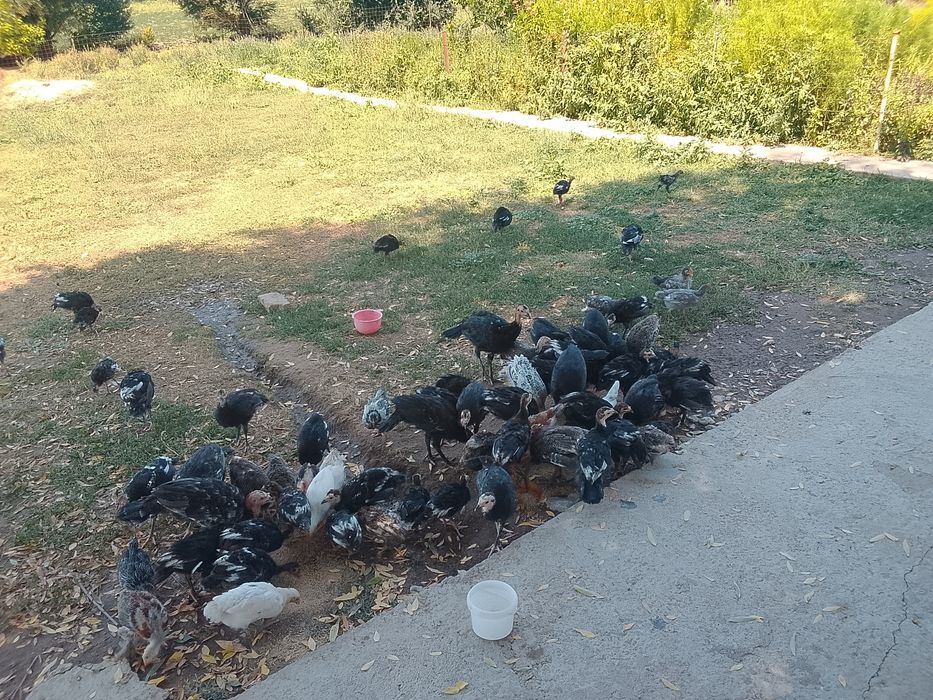 Продам продам продам