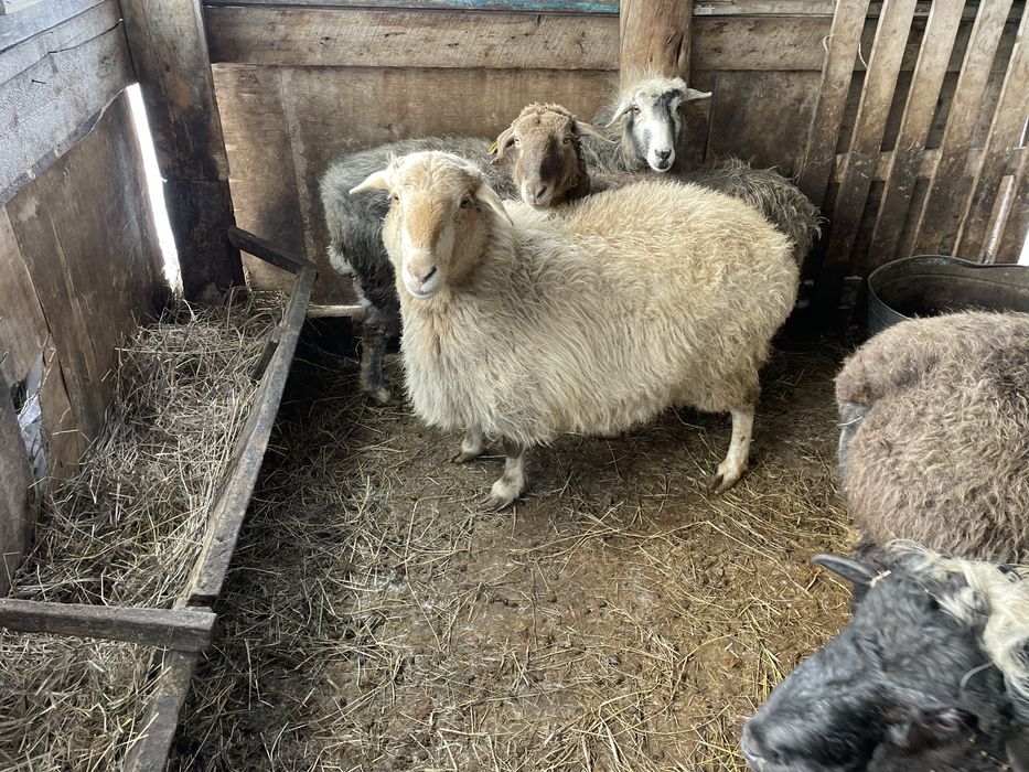 Продам баранов жирные