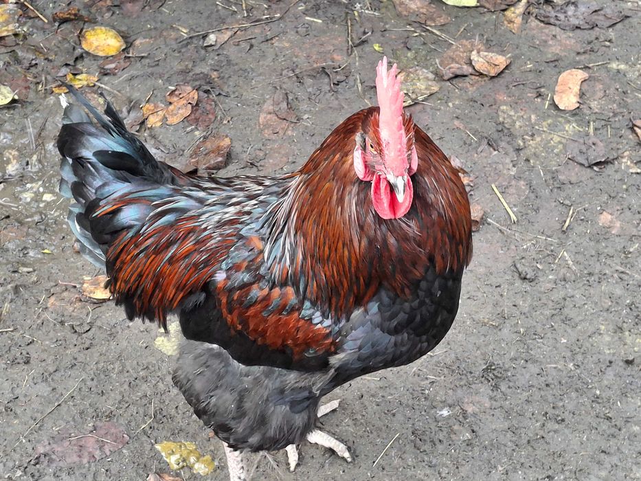 Gaini si cocosi de vanzare