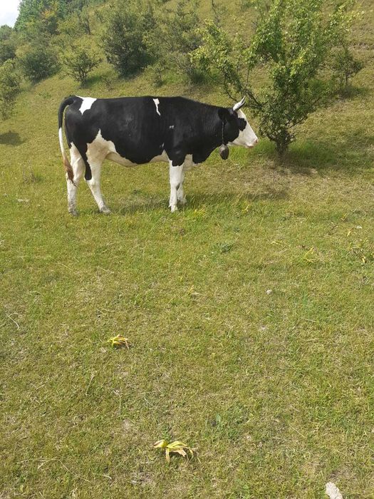 De vanzare vaci si un taur