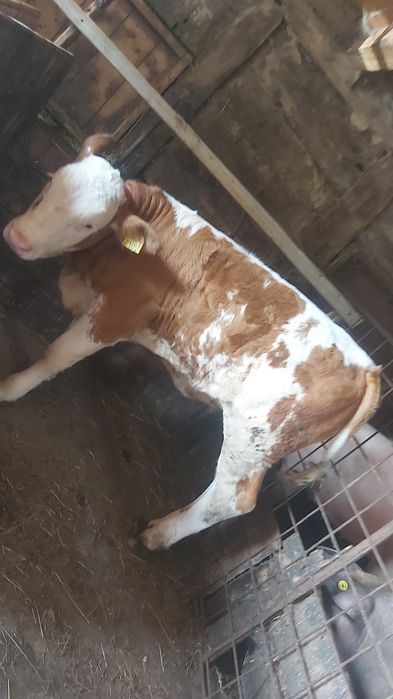 De vanzare vitea baltata