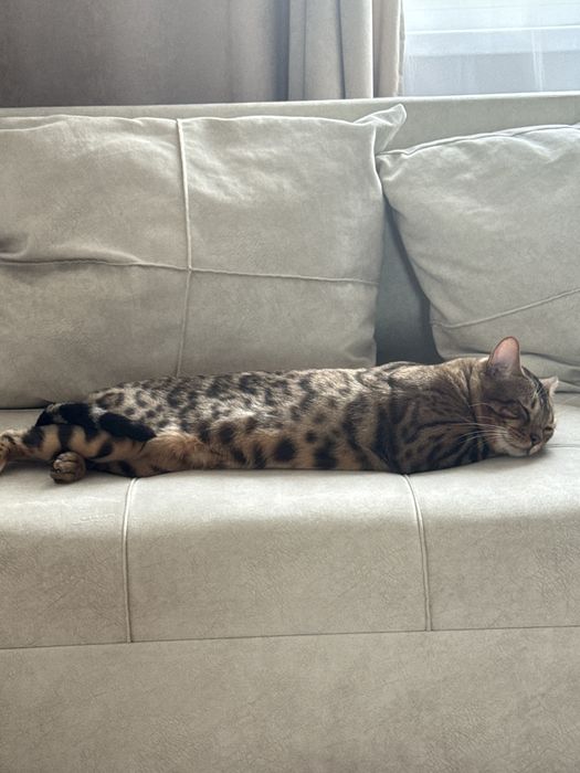 Вязка кота бенгала