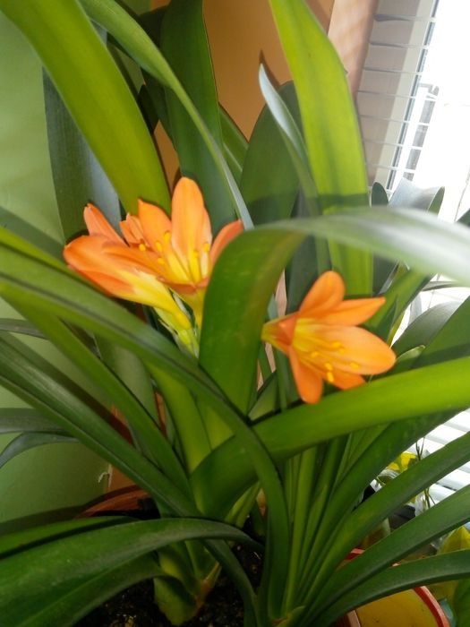 Сансевиера,коледниче,исусов венец,кротон,бамбук,дървовидно алое,красул