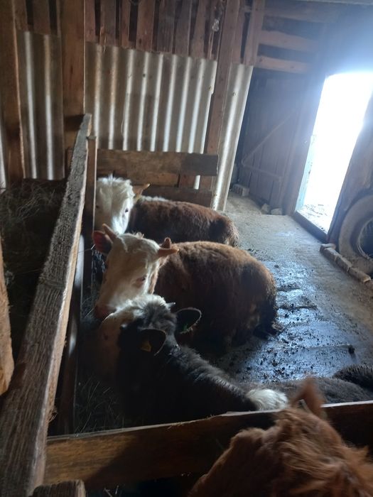 Продам бычков  годовалые