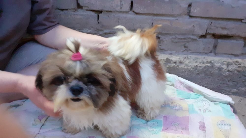 кобель ши-тцу на вязку