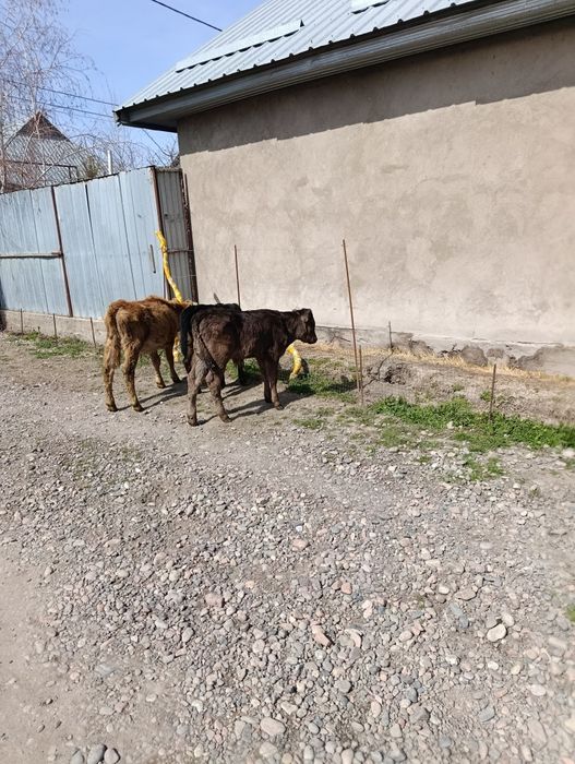 Продаются 3 бычка и 5 тёлок