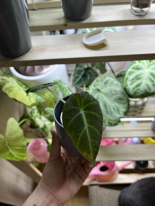 Продам алоказии, есть разные