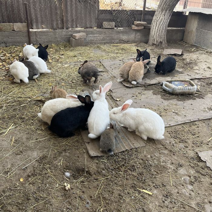 Қоян заец кролик