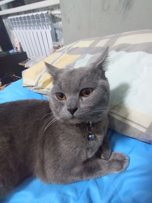 Кошка с породой Шортс