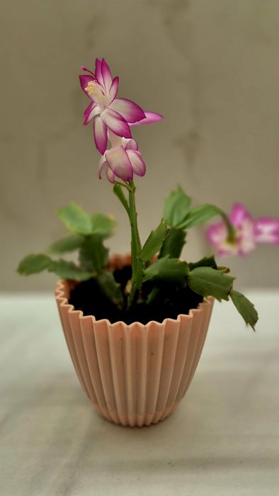 Продам красивый, цветущий цветок Шлюмбергера как на фото