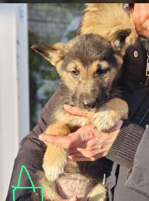 Отдам ценят в добрые руки