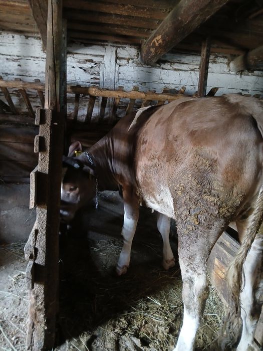Vând junică de un an și patru luni