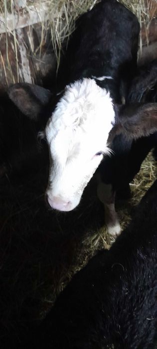 Продам телочку две недели