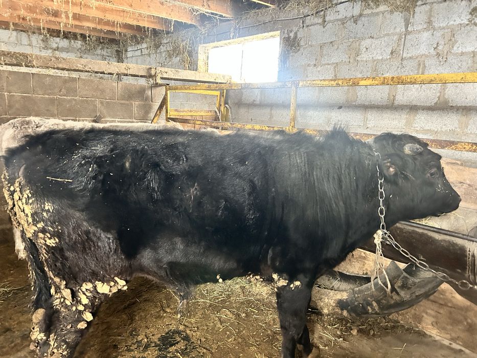 3 ай байланган бука сатылады