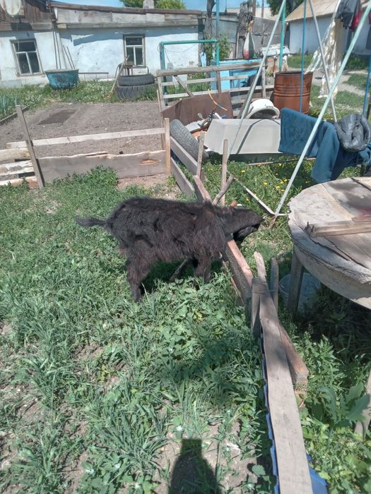 Продам козу продам козу