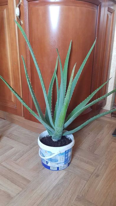 Алоэ вера большой