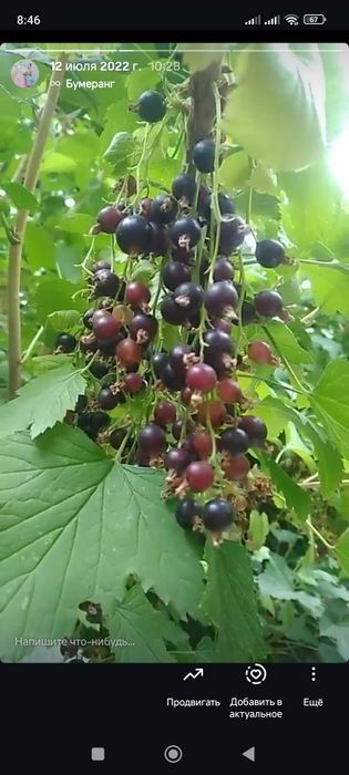 Продам смородину