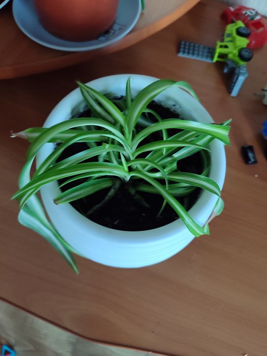 Продам хлорофитум, алое и т.д.