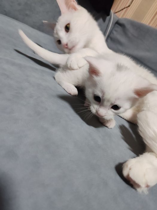 Резерв котенка мейн кун