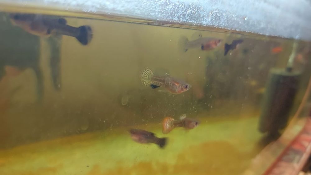 Продаётся аквариумные рыбки разные аксессуары