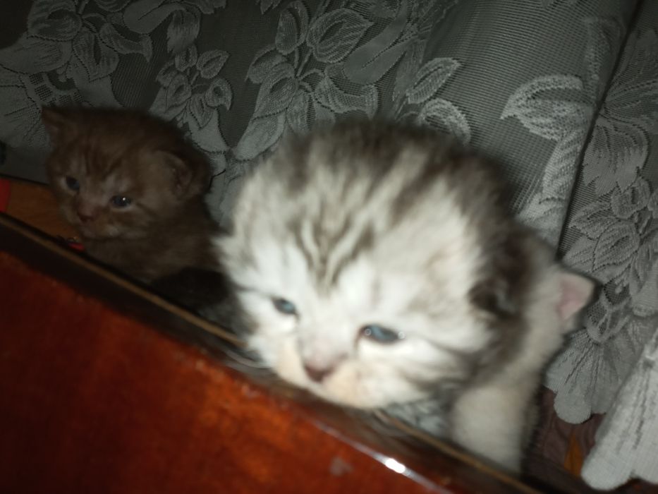 Готов к переезду в новый дом чисто кровны кот от элитных родителей