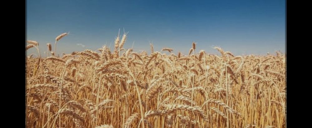 Продам пщеницу с поля 10 га