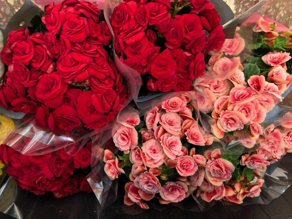 Роза каланхоэ бегония цикламен